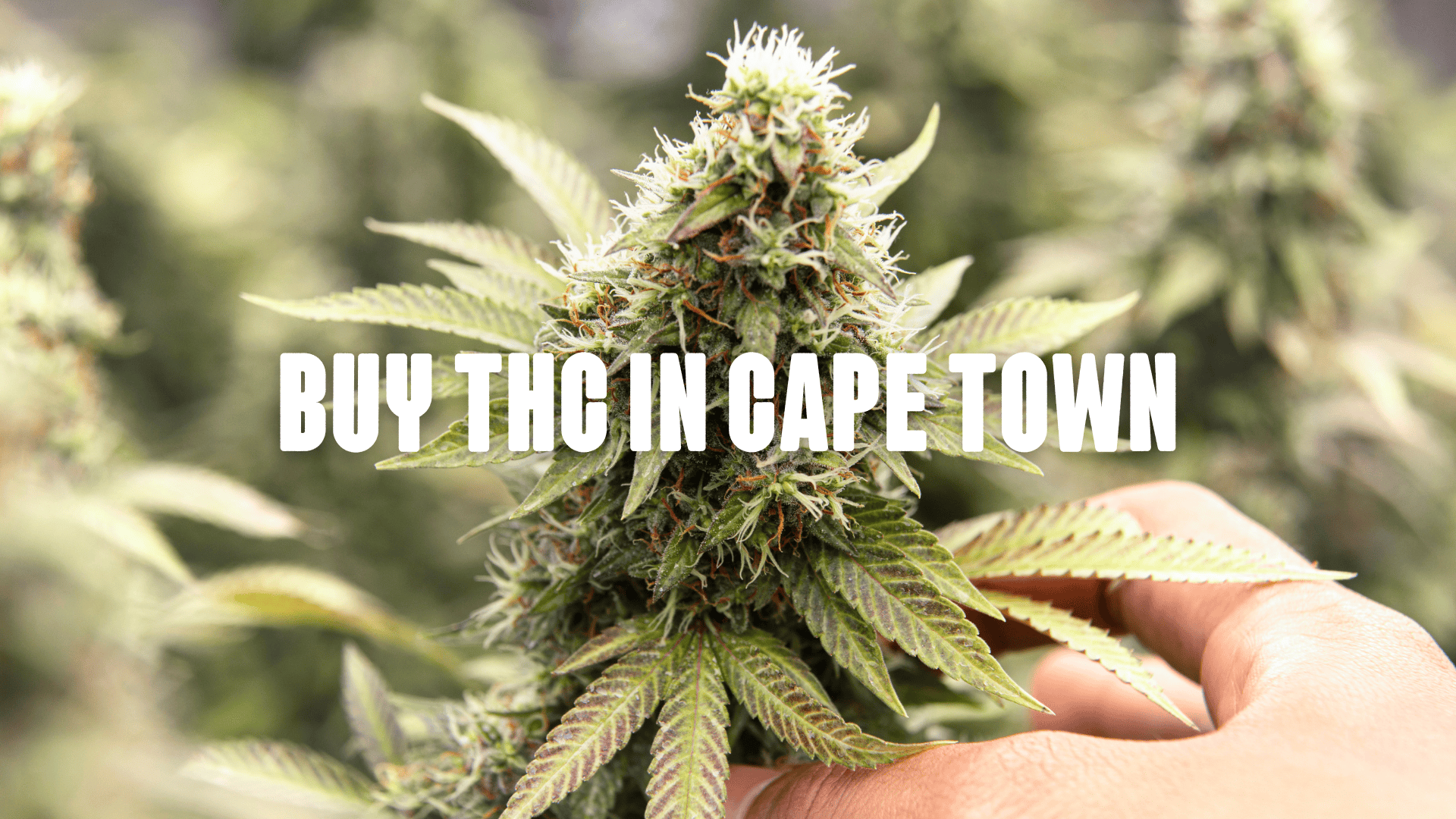 Cannabis Plant Close Up