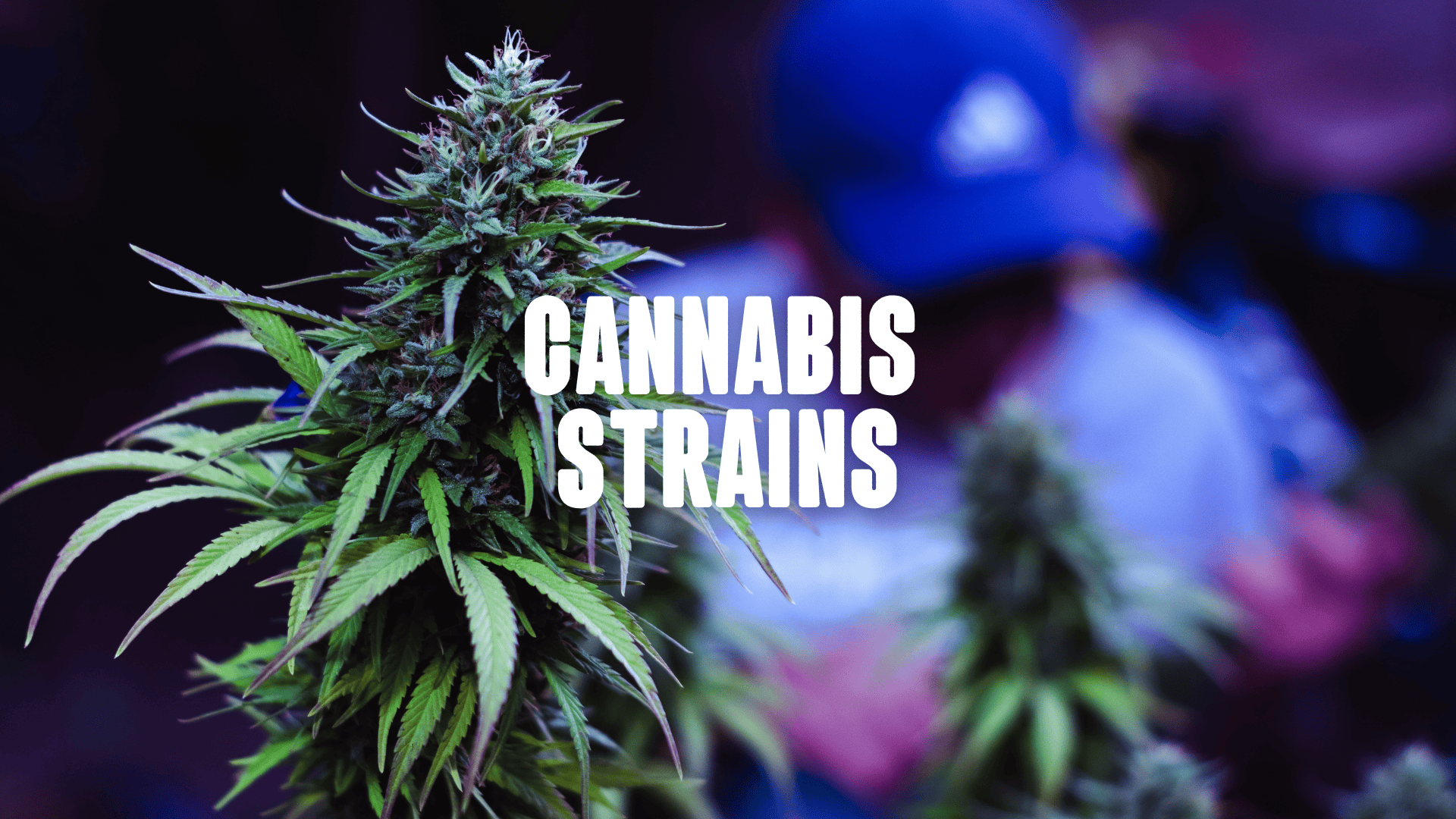 A headplant of a cannabis plant