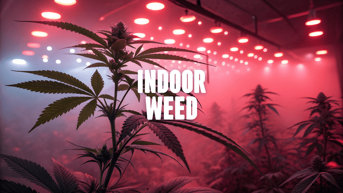 Cannabis Plant under a red light with more plants in the background