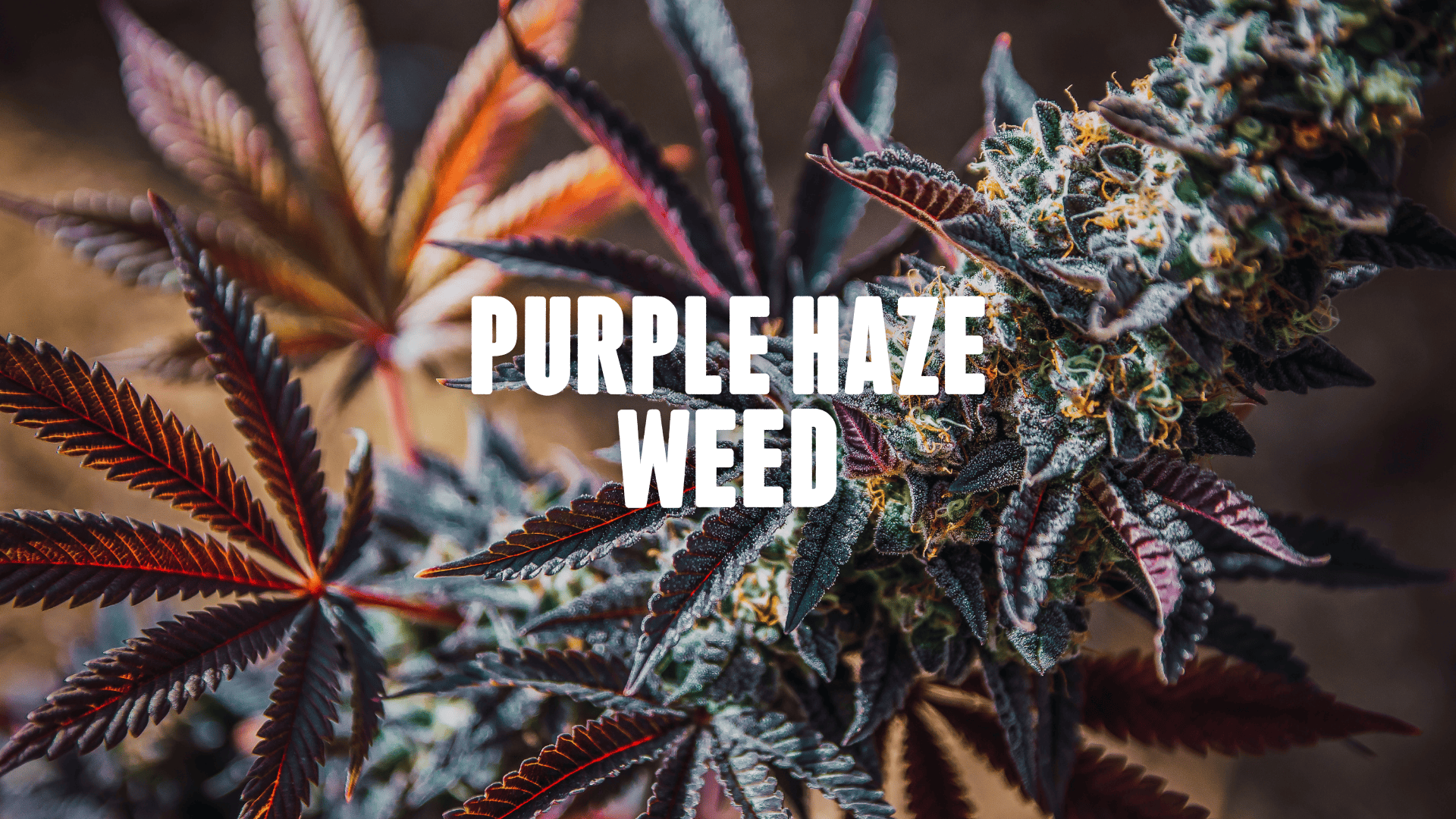 Purple cannabis bud