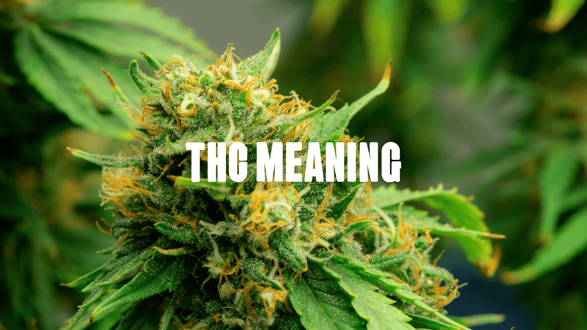 Cannabis Plant close up