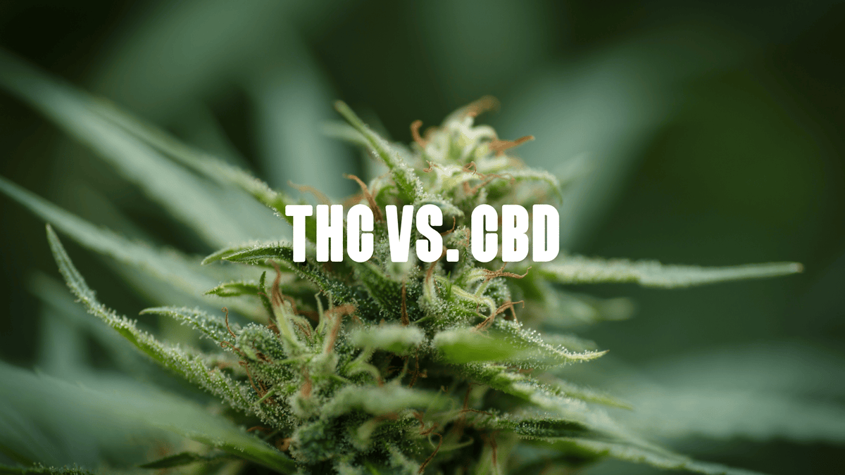 Cannabis Plant close up