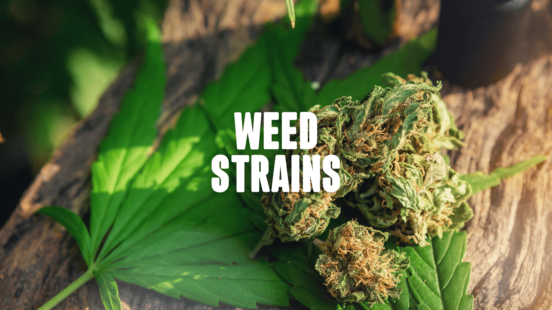 A Cannabis bud on a cannabis leaf