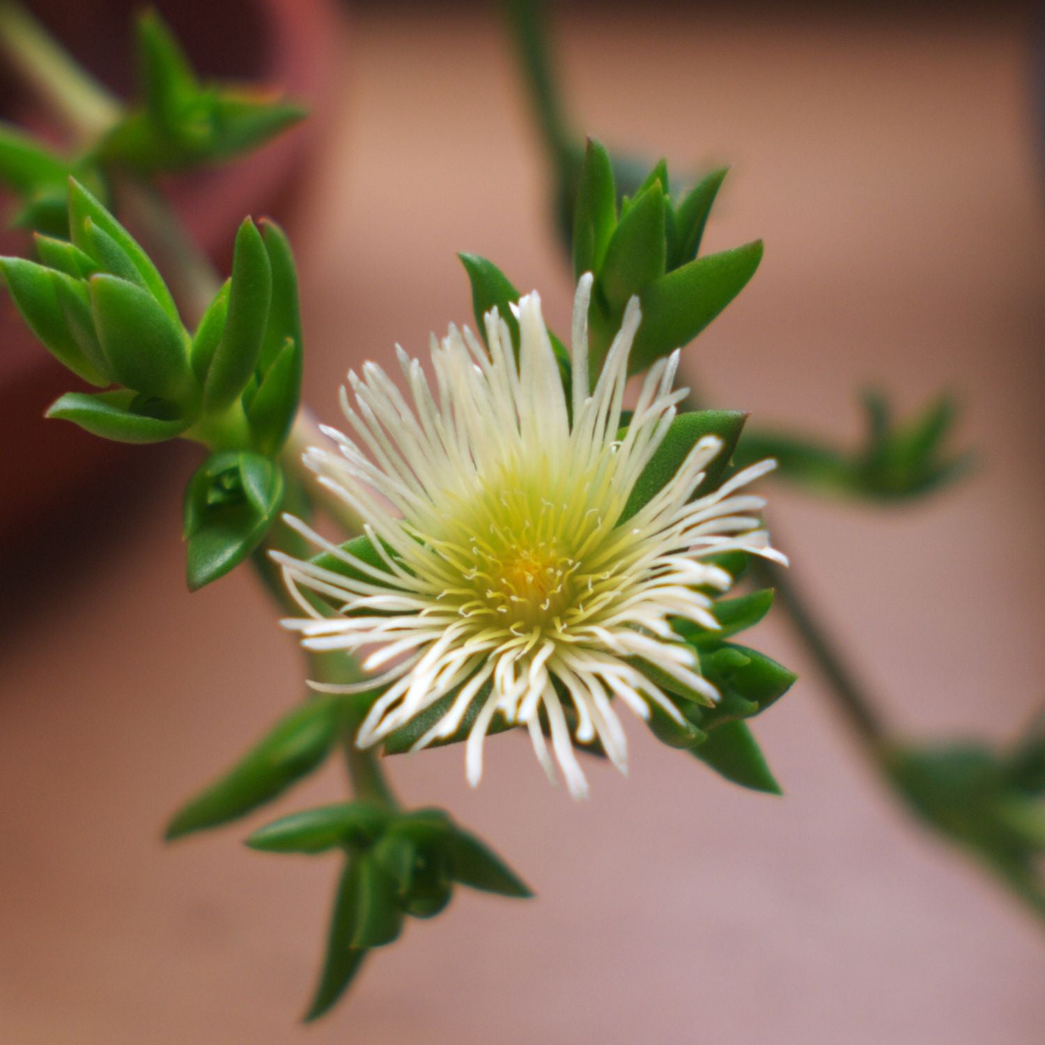 Root Extract Powder (Bushman’s Ecstasy)
