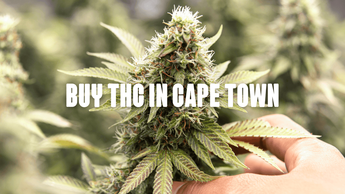 Cannabis Plant Close Up