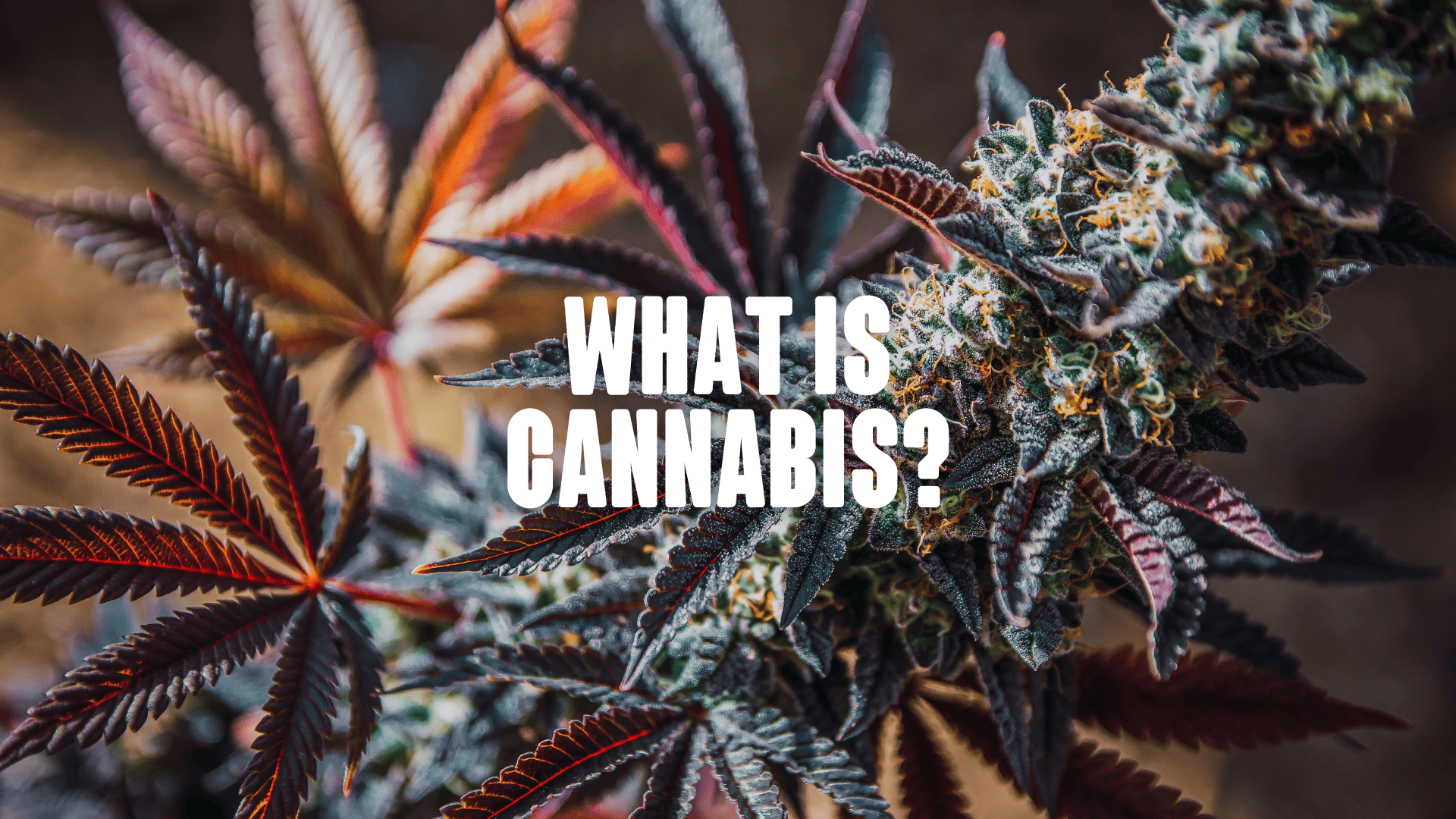 A cannabis head plant