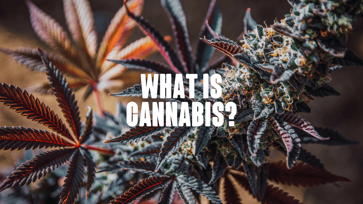 A cannabis head plant