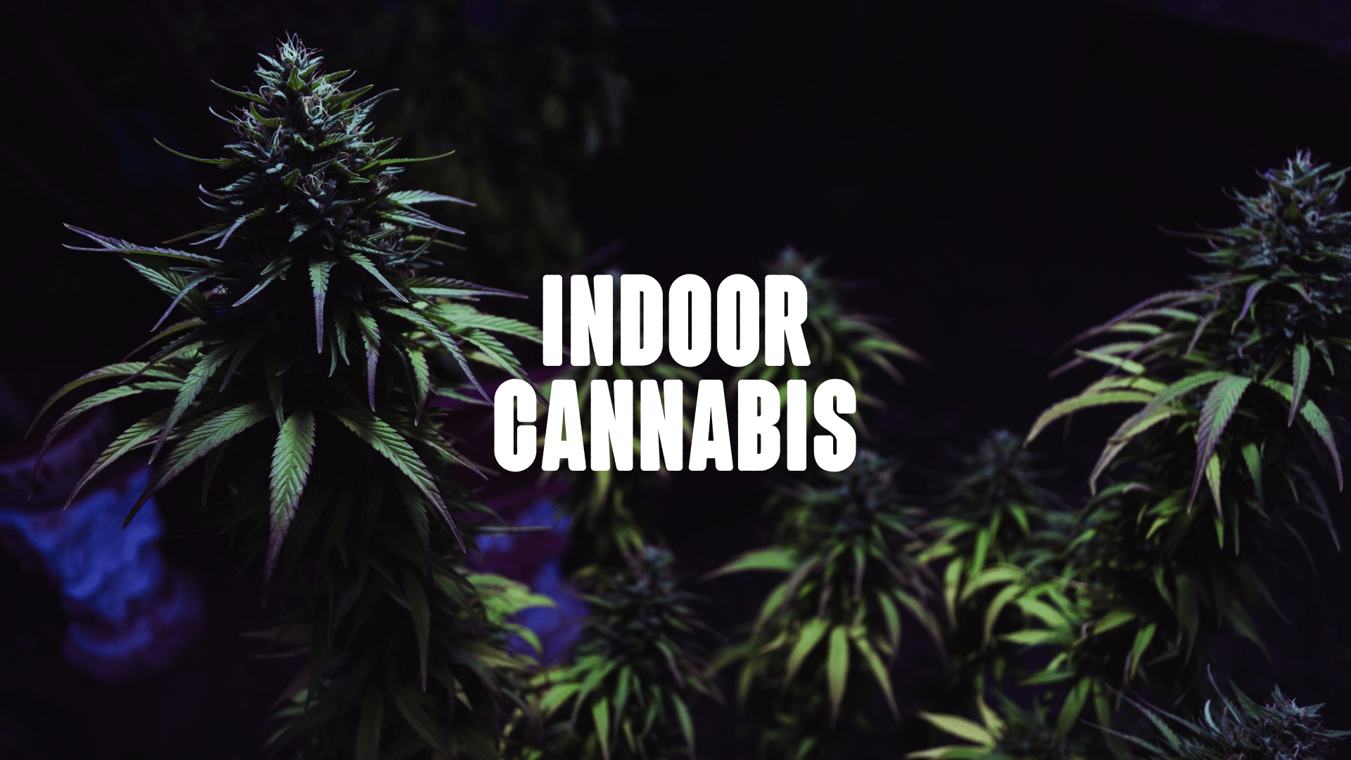 Two cannabis plants i a dark room