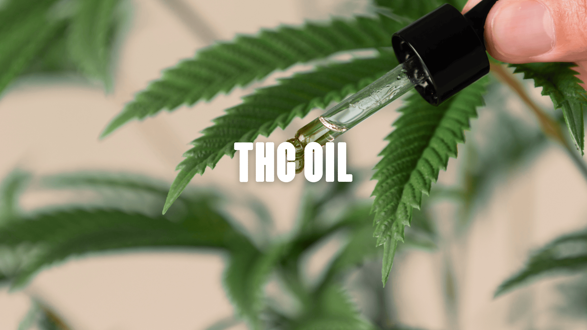 Cannabis Plant with a bottle of cannabis oil