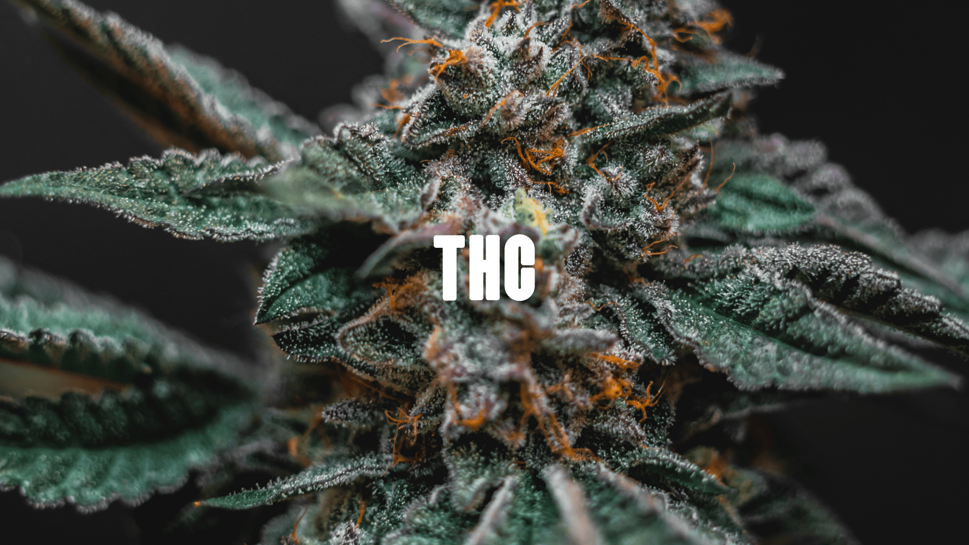 Cannabis Plant close up