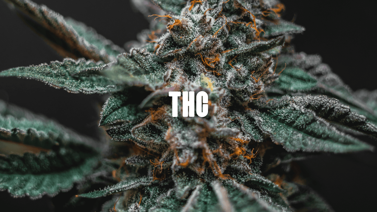 Cannabis Plant close up