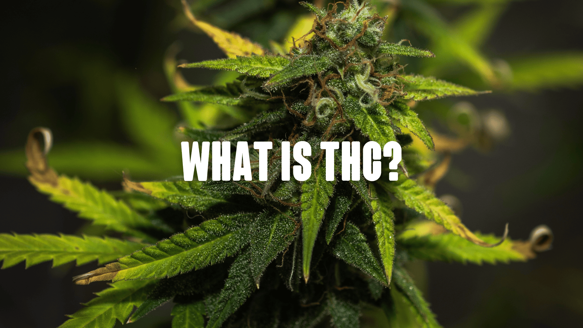 cannabis bud close up