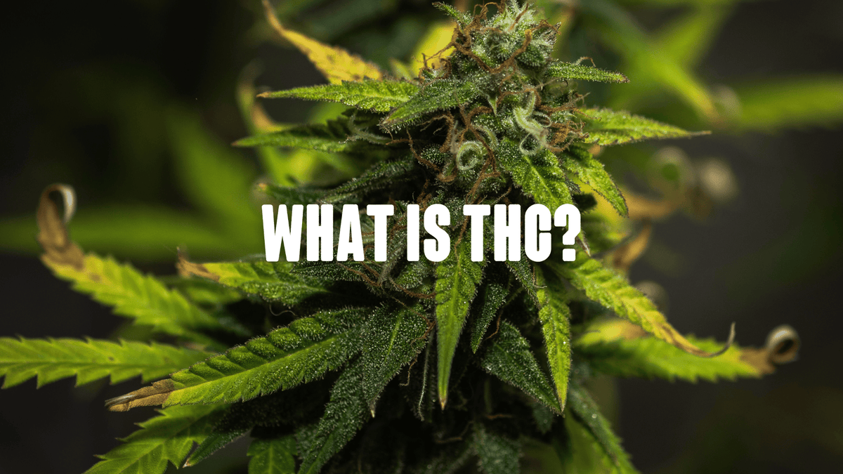 cannabis bud close up