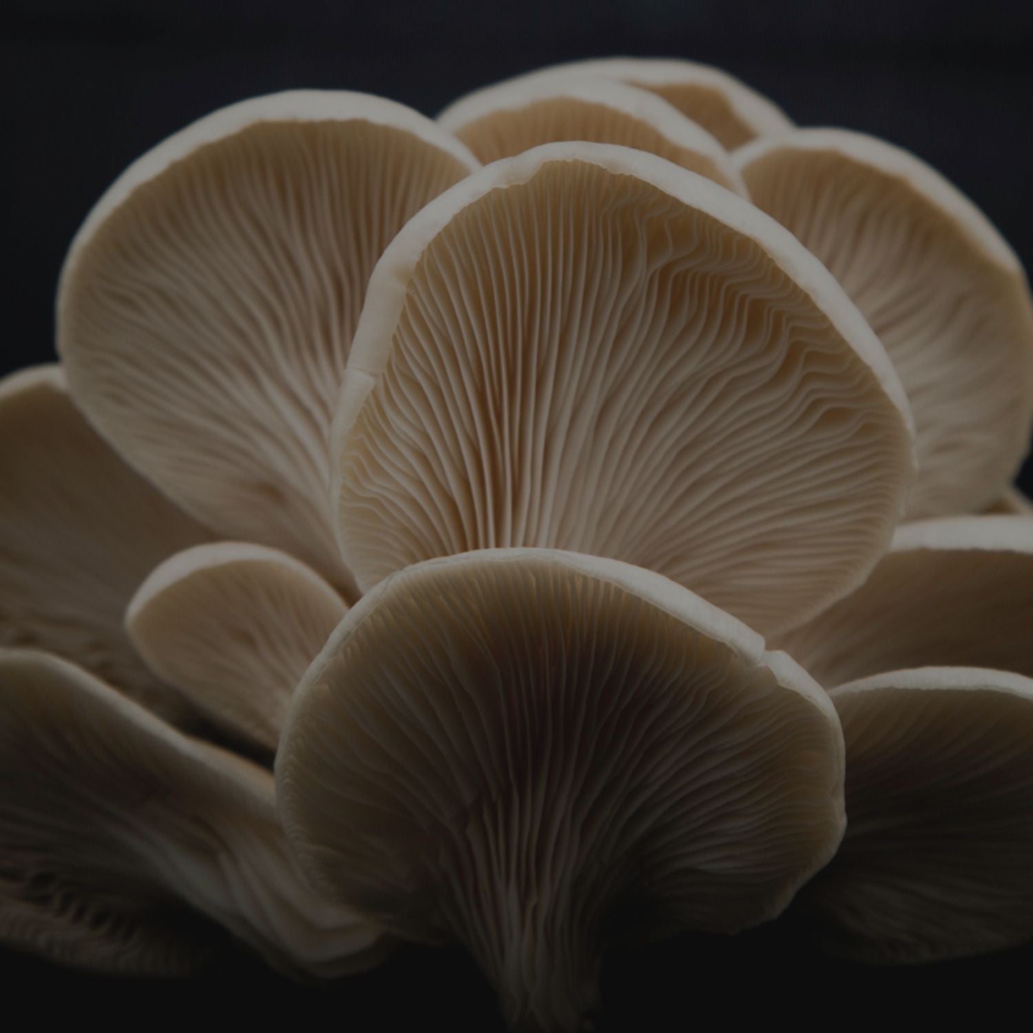 The Mushroom Box