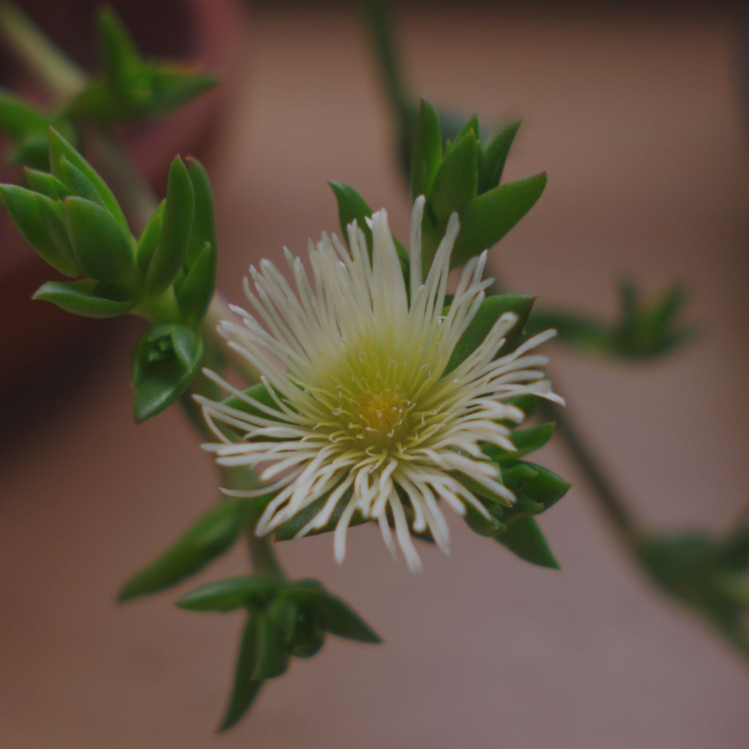 Root Sceletium Kanna Bushman's Ecstasy Plant