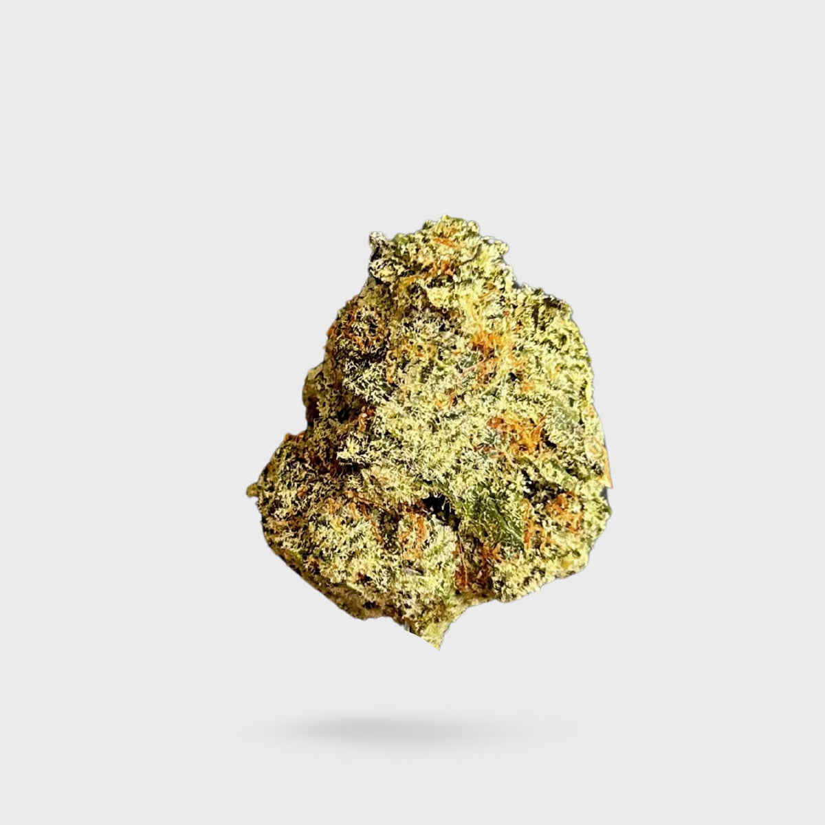 Exotic Indoor Flower - Cake Batter