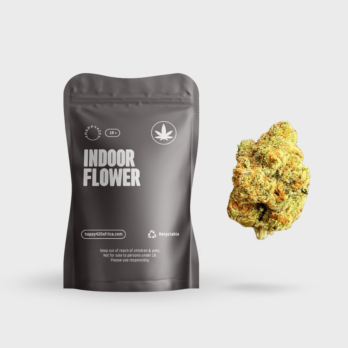 Exotic Indoor Flower - Mimosa Evo