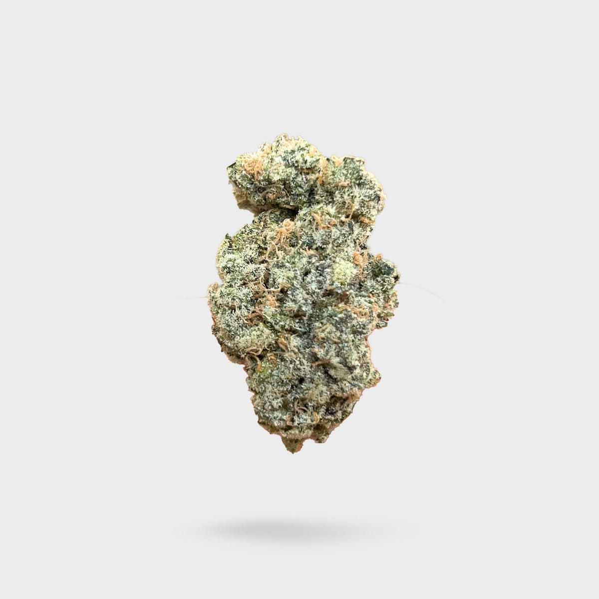 Exotic Indoor Flower - Banana Cream Sundae