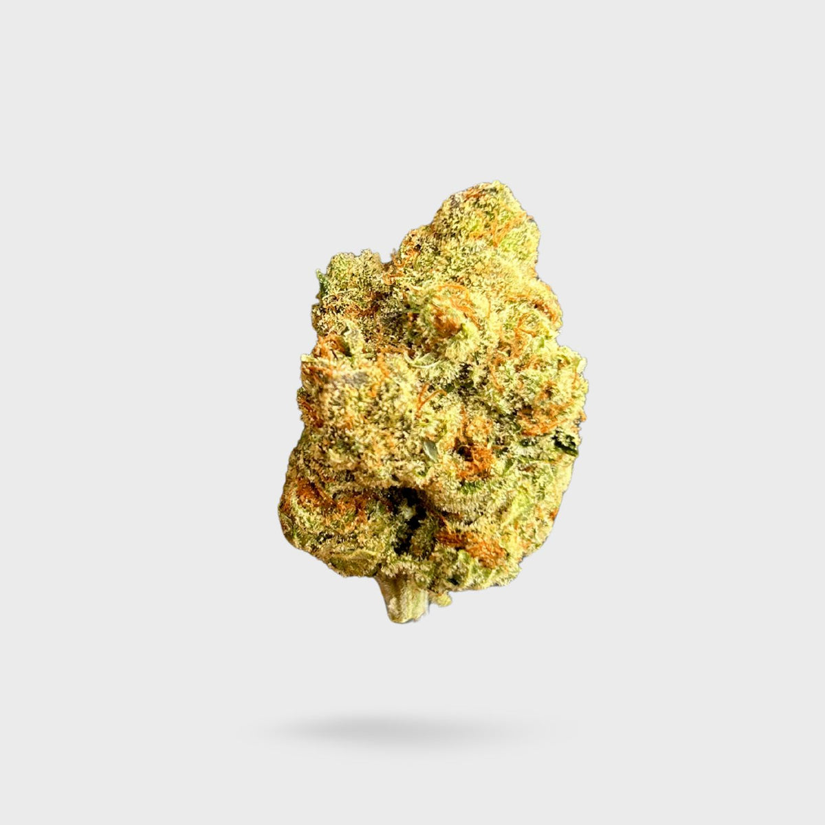 Exotic Indoor Flower - Mimosa Evo