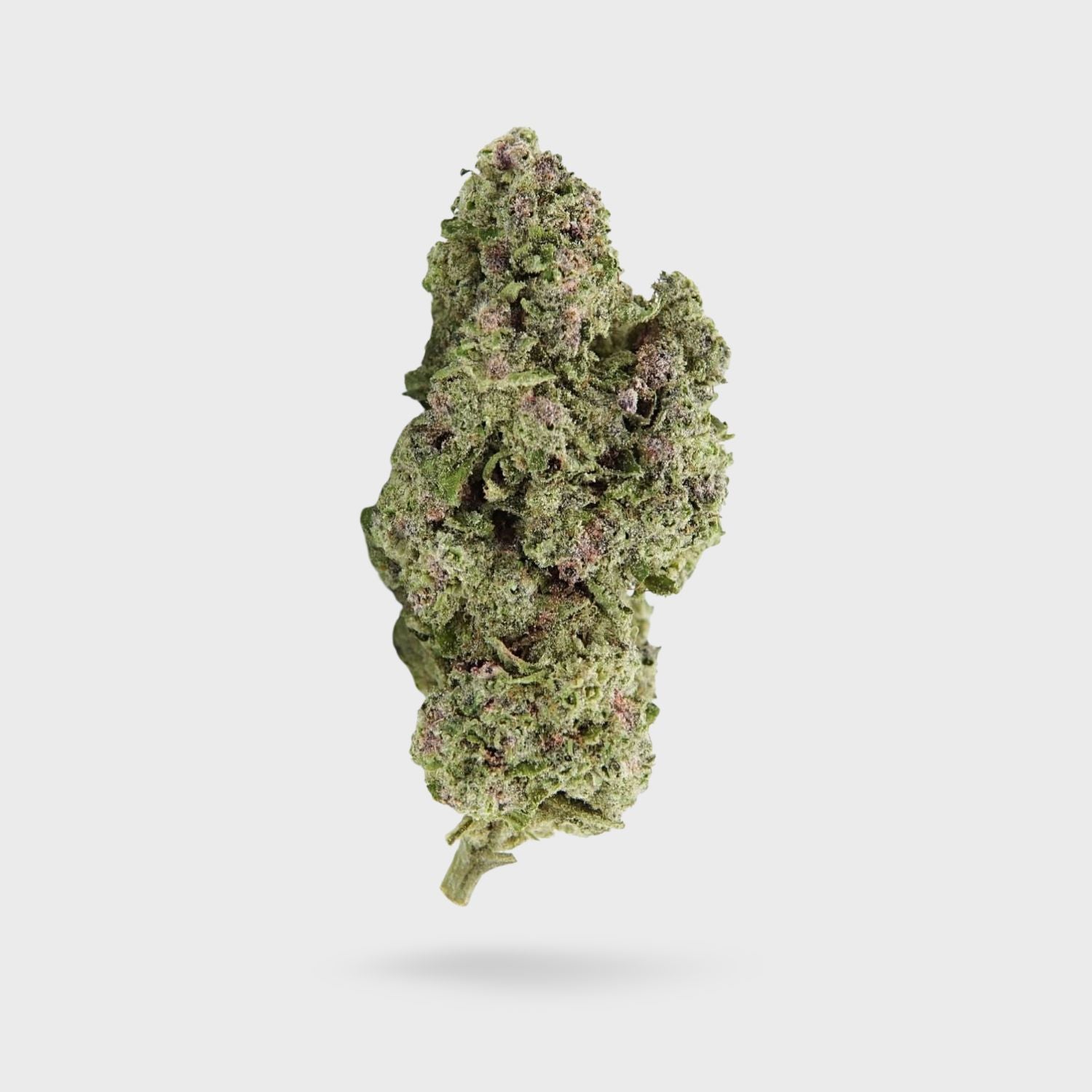 AA+ Indoor Flower - Persian Pie