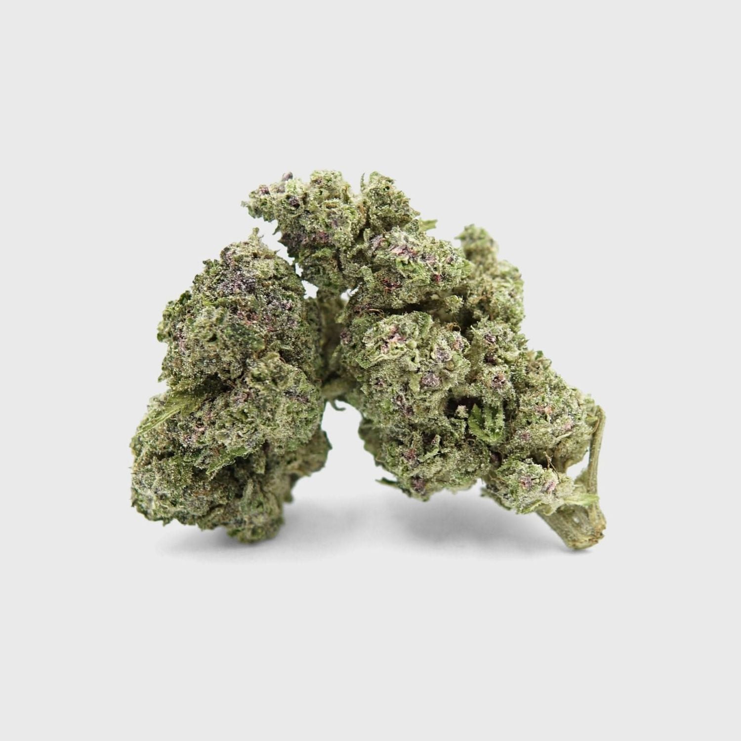 AA+ Indoor Flower - Persian Pie