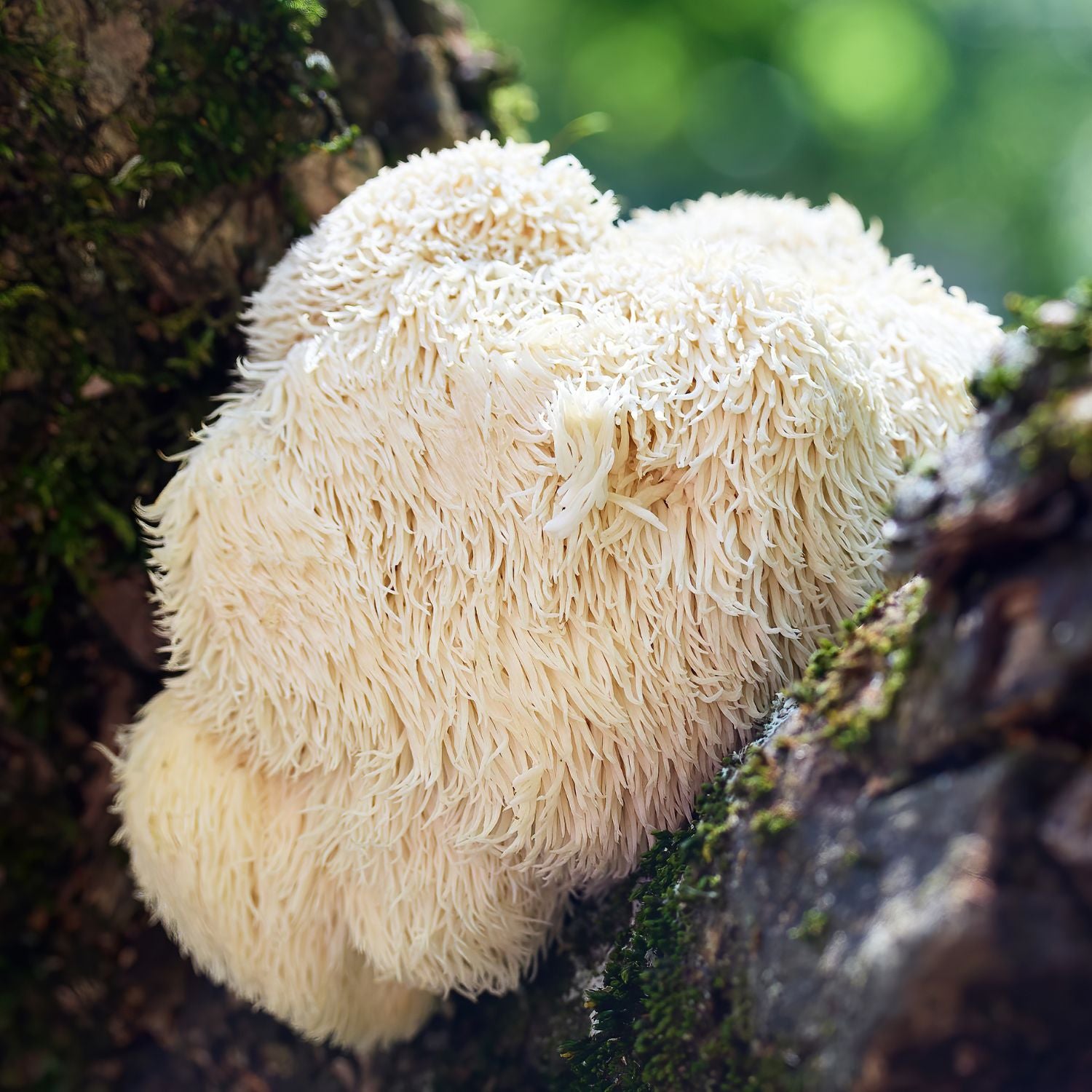 Tryp Extract Bumpi (Mushroom Powder)