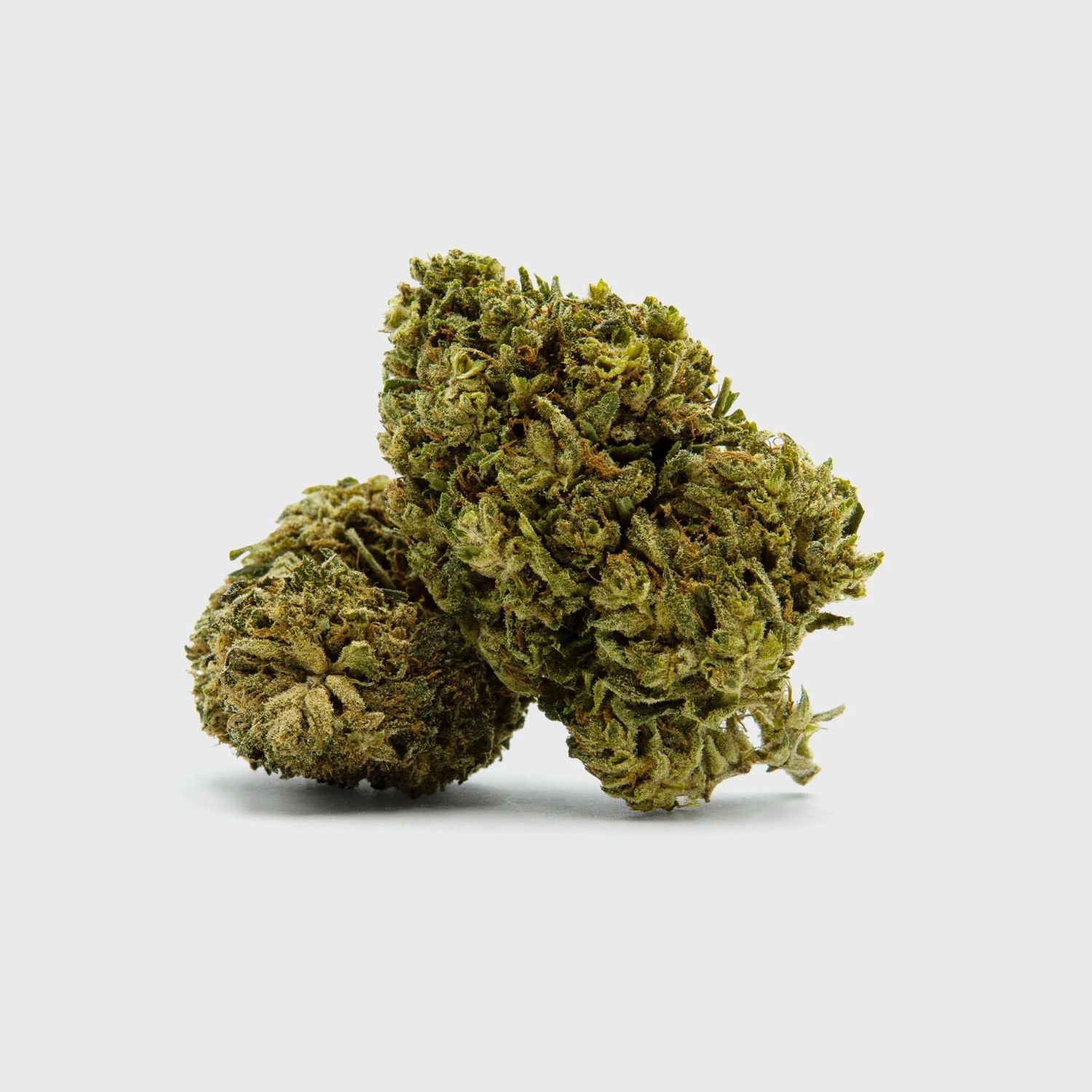 Outdoor Flower - Gelato